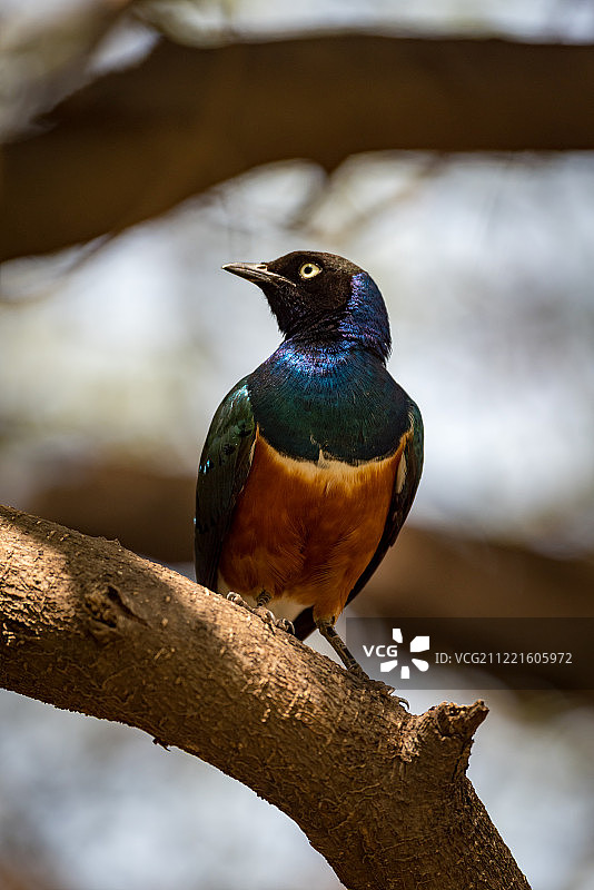 阳光下栖息在树枝上的八哥图片素材