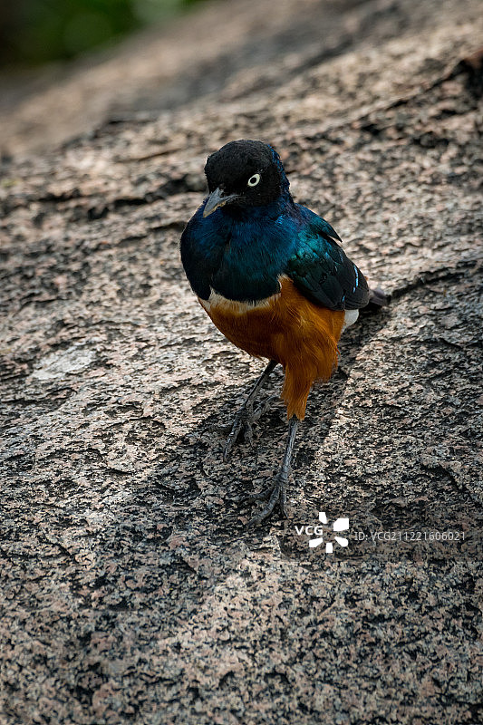 在岩石上带着影子行走的精美椋鸟图片素材