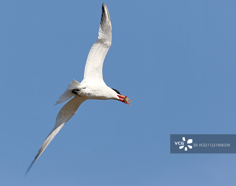 里海燕鸥图片素材
