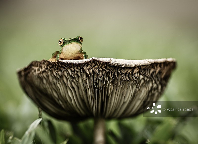 蘑菇上的青蛙特写图片素材