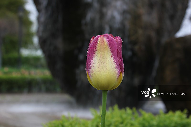 多伦多罗塞塔·麦克莱恩花园的郁金香图片素材