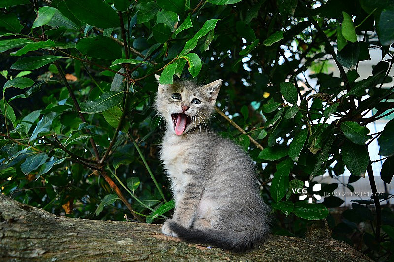 动物形象图片素材