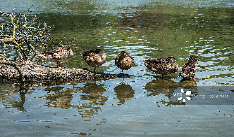 鸭子在休息图片素材