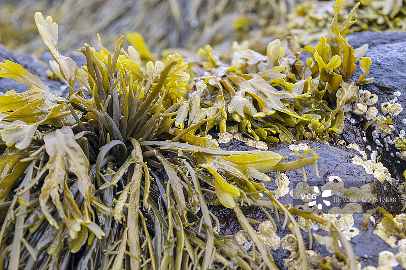 曼彻斯特海德图片素材