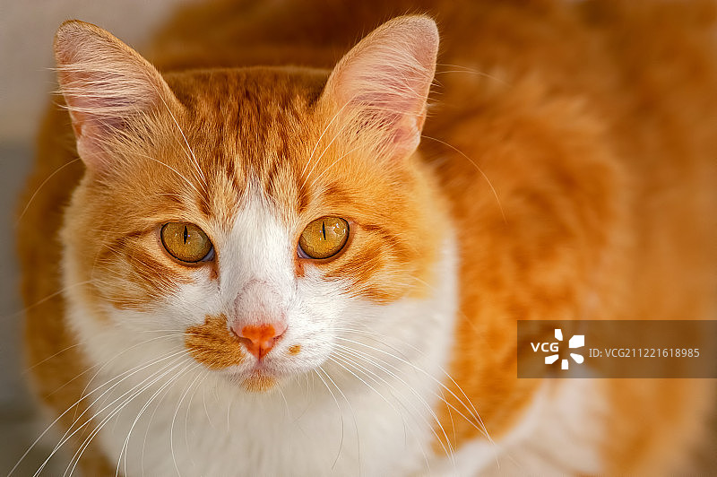 姜的猫图片素材