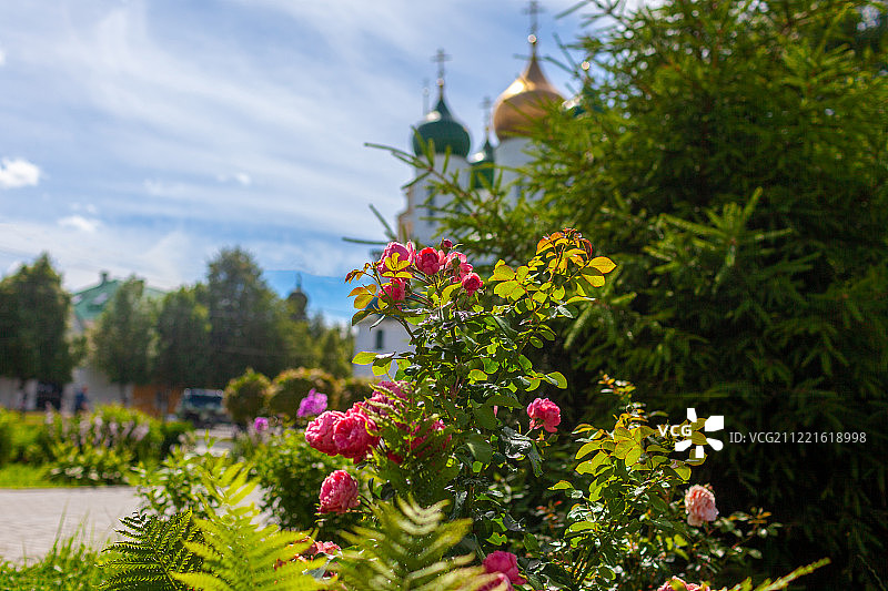 城市街道上的玫瑰花特写图片素材
