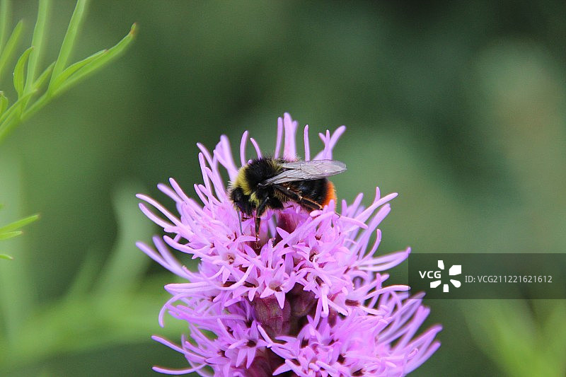 胡梅尔图片素材