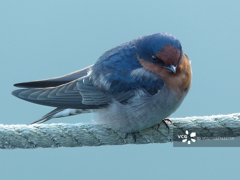 阳光下的雀图片素材