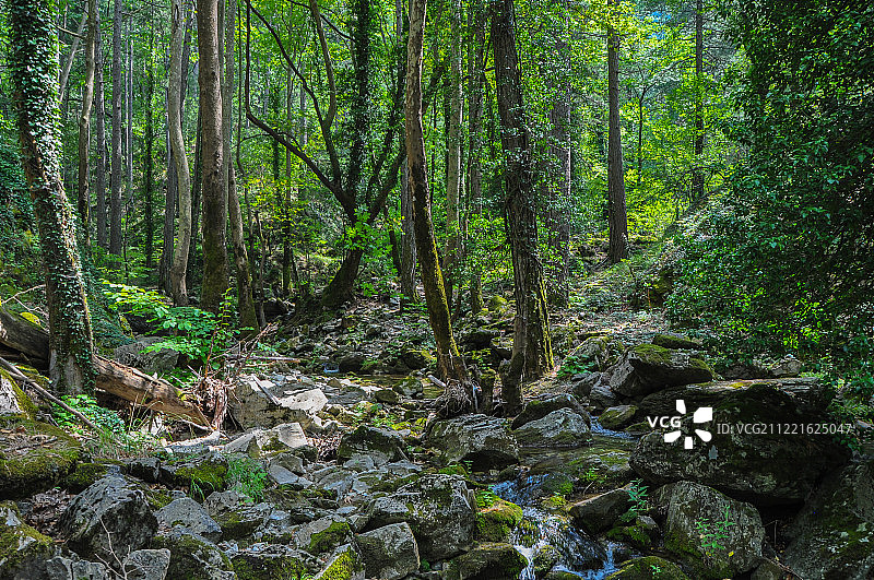 艾达山森林图片素材