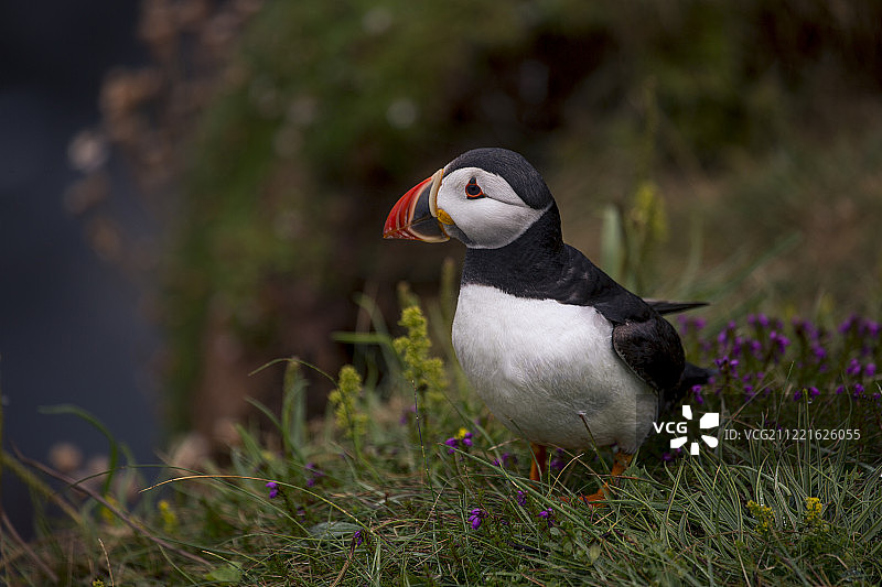 角嘴海雀图片素材