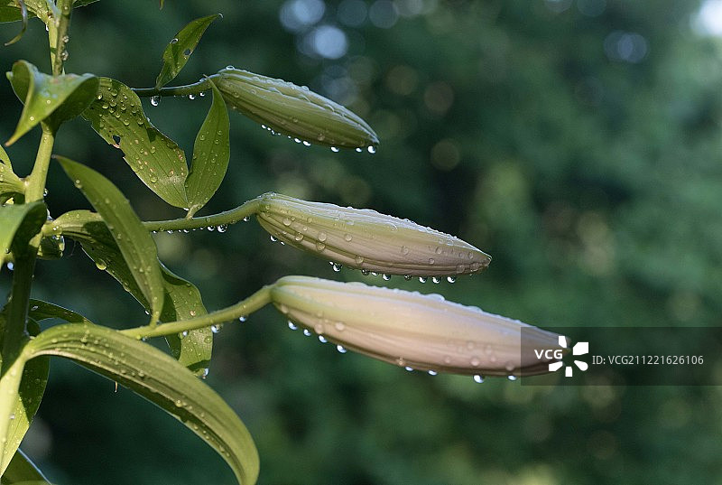 Eejuly花蕾图片素材