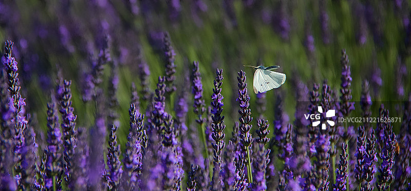 从花到花II图片素材