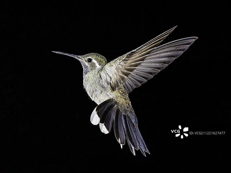 阔嘴蜂鸟图片素材