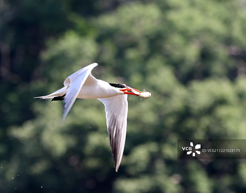 里海燕鸥图片素材