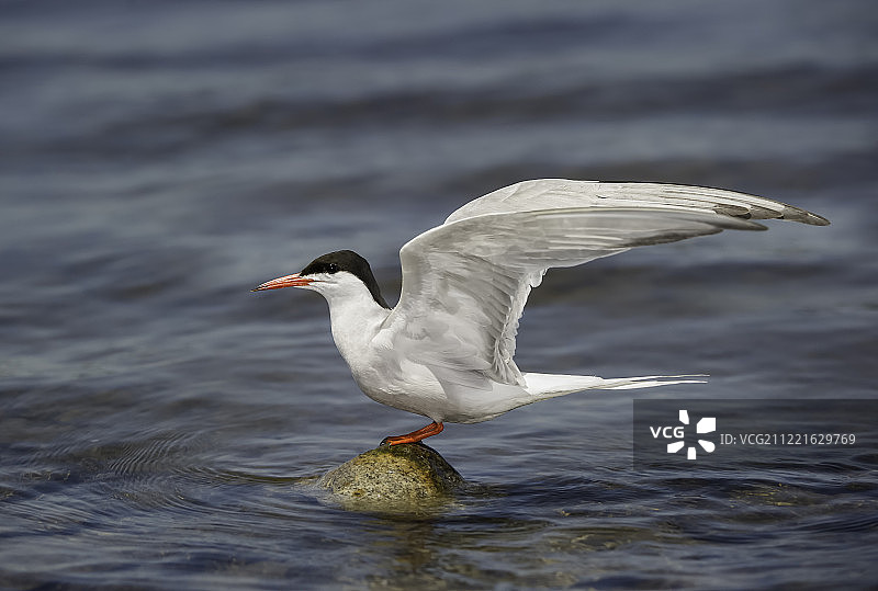 岩石上的燕鸥图片素材