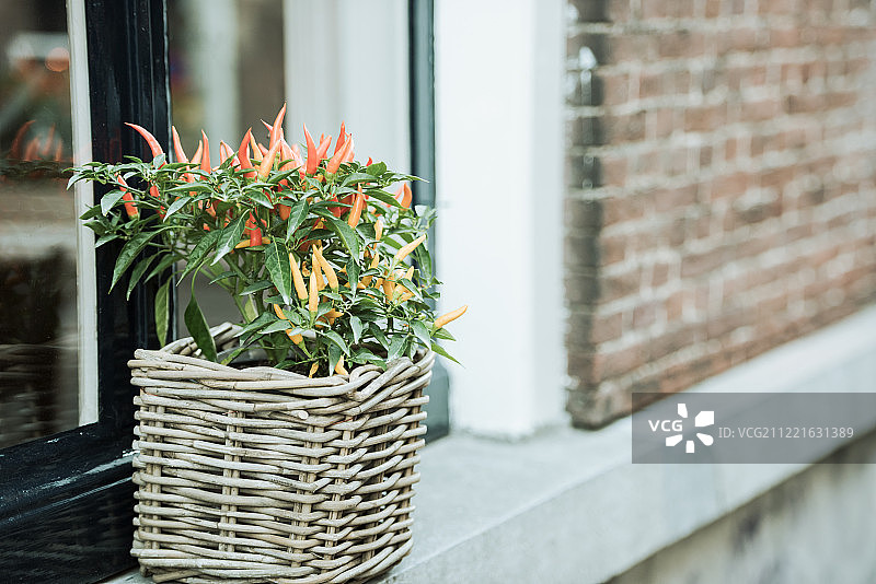 户外种植的香辣红辣椒图片素材