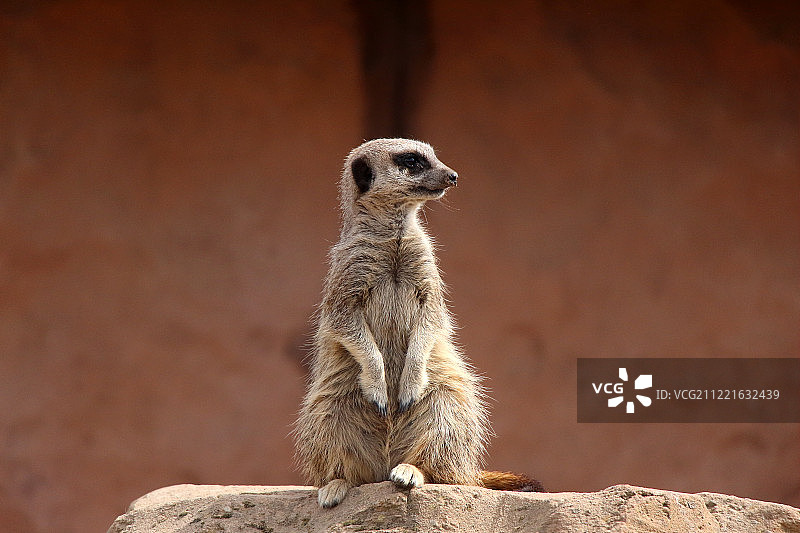 狐獴特写图片素材