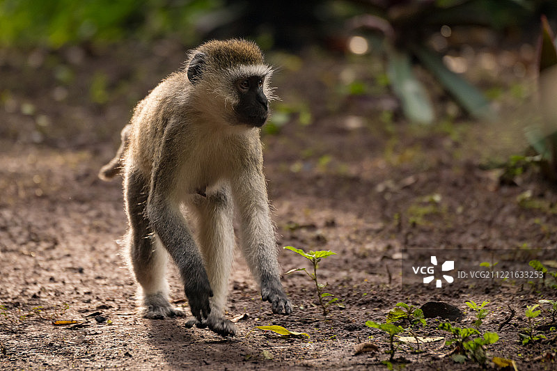 蹲在地上向右看的黑长尾猴图片素材