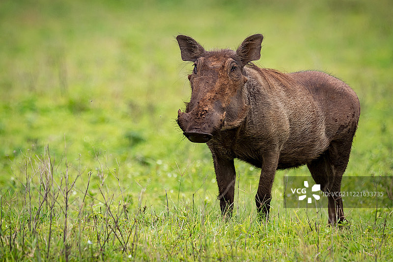 站在草地上，面对镜头的疣猪图片素材
