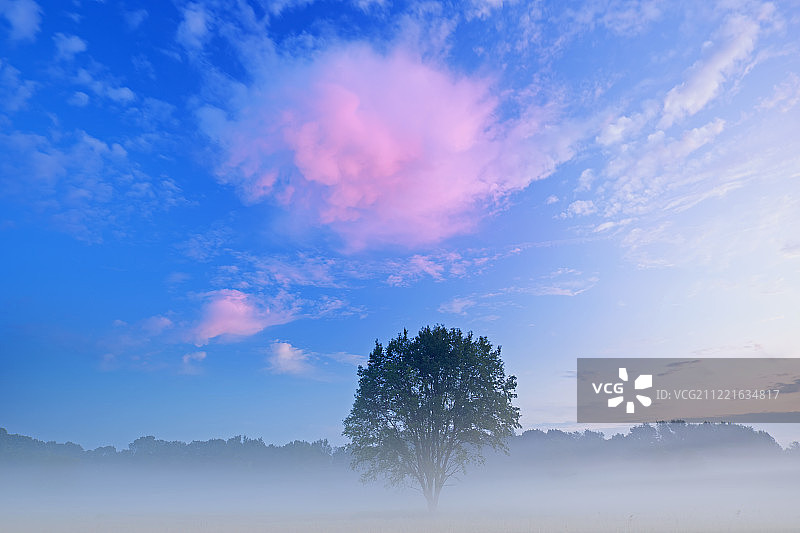 暮光之城阿尔萨博草甸图片素材