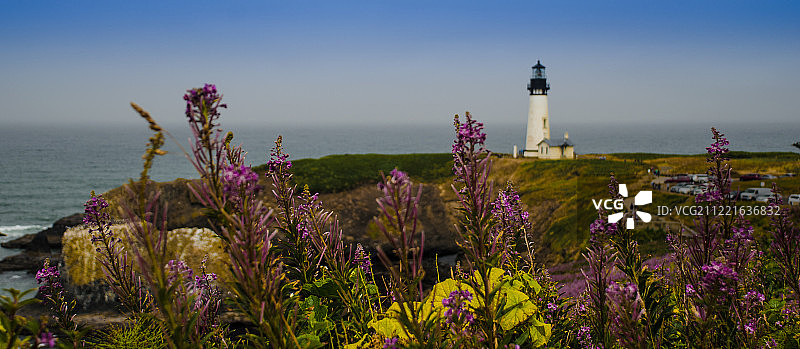 灯塔野花图片素材