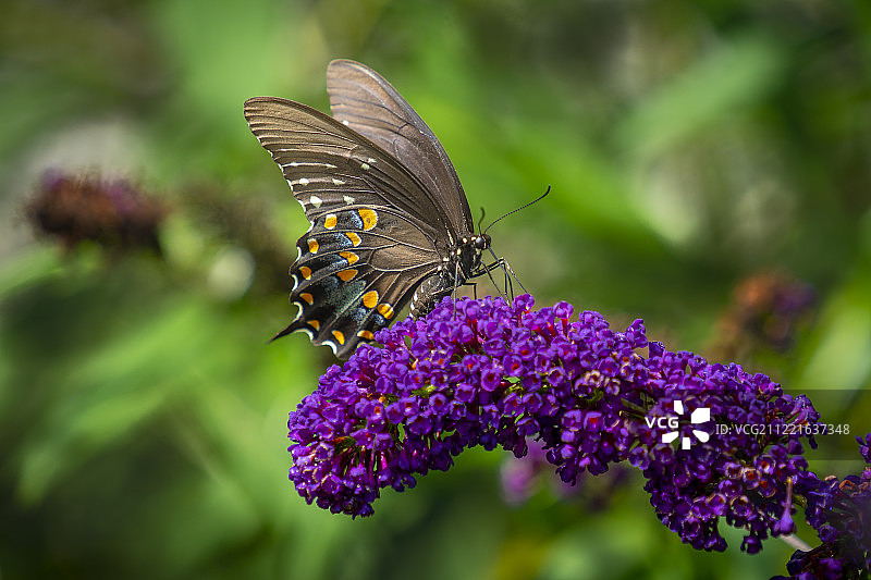黑凤蝶2图片素材