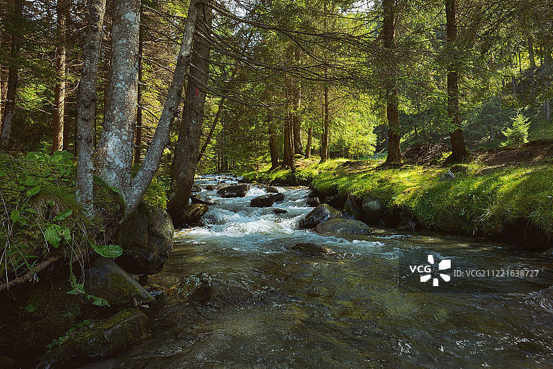 森林中的山间河流图片素材
