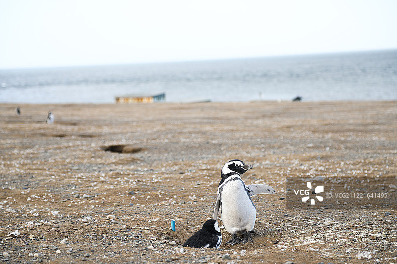 巴塔哥尼亚图片素材