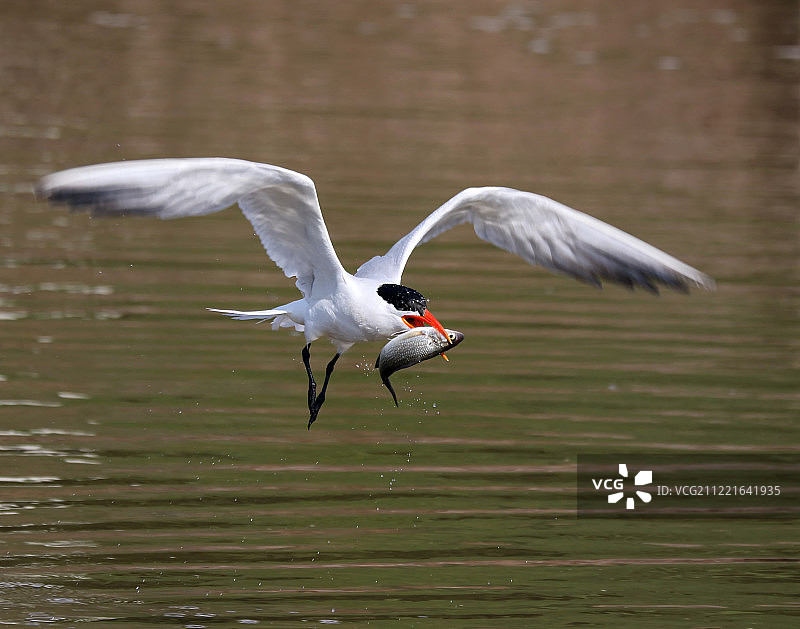 嘴里叼着鱼的里海燕鸥图片素材