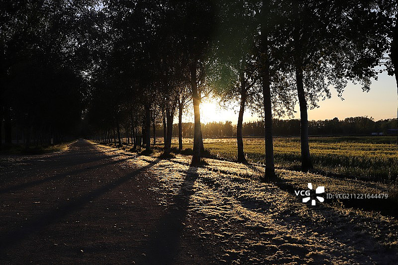 路边的树木图片素材