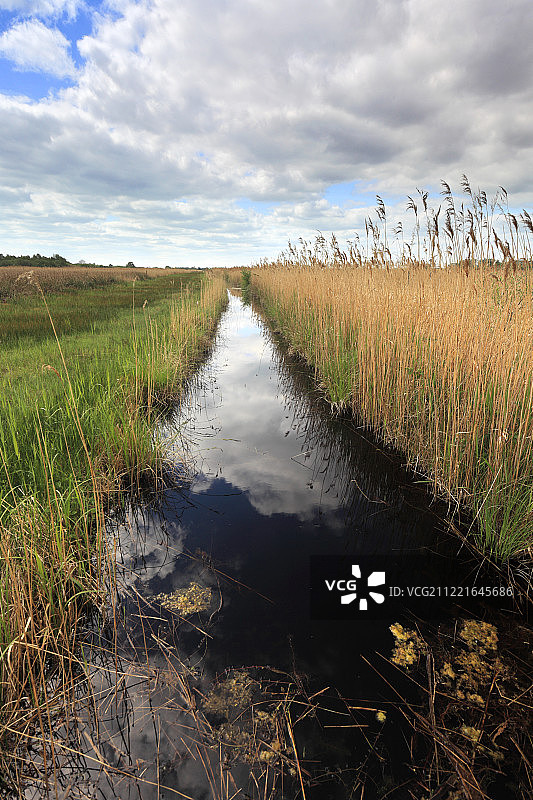 剑桥郡威肯芬自然保护区的芦苇床图片素材