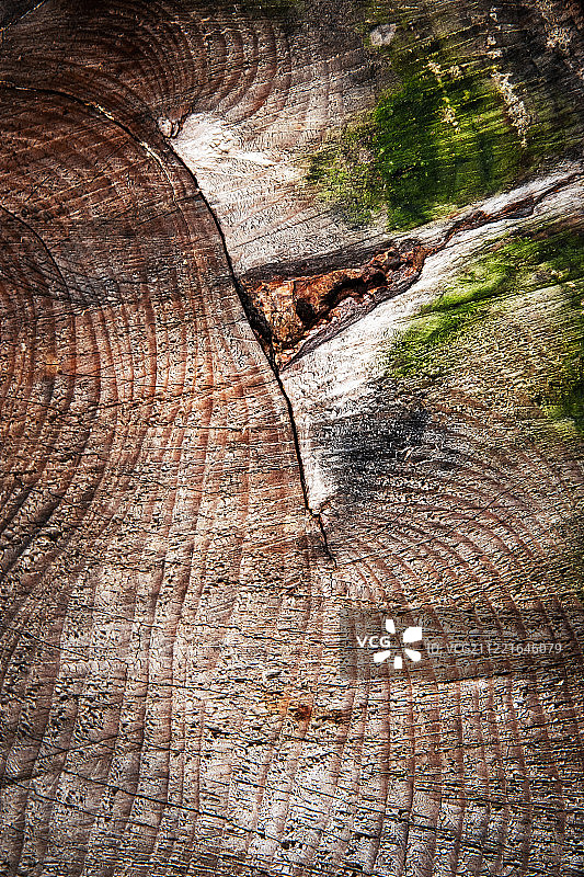 有造型的老木桩细节图片素材