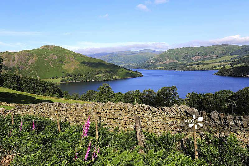 毛地黄，豪顿村，Ullswater，湖区国家公园图片素材