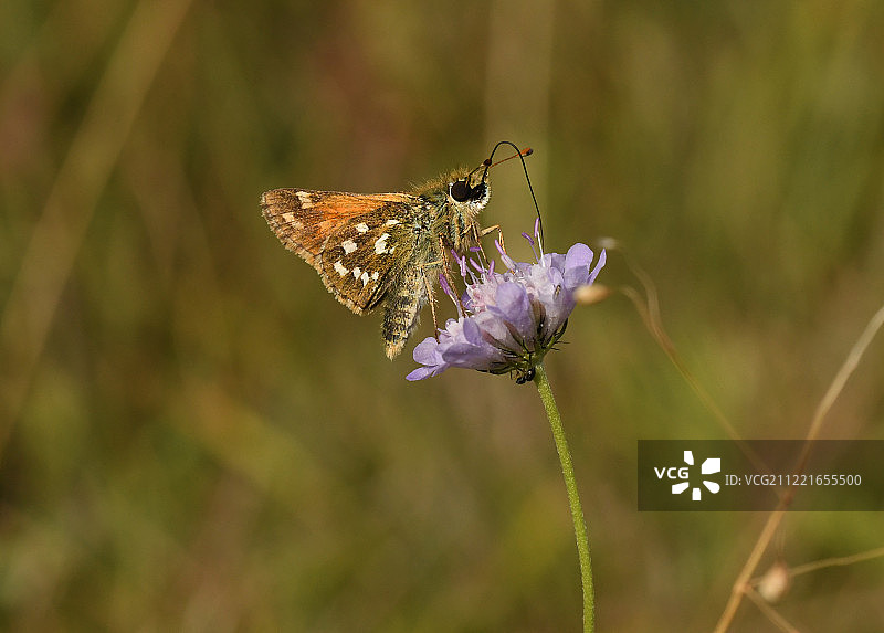 银斑挢蛱蝶图片素材
