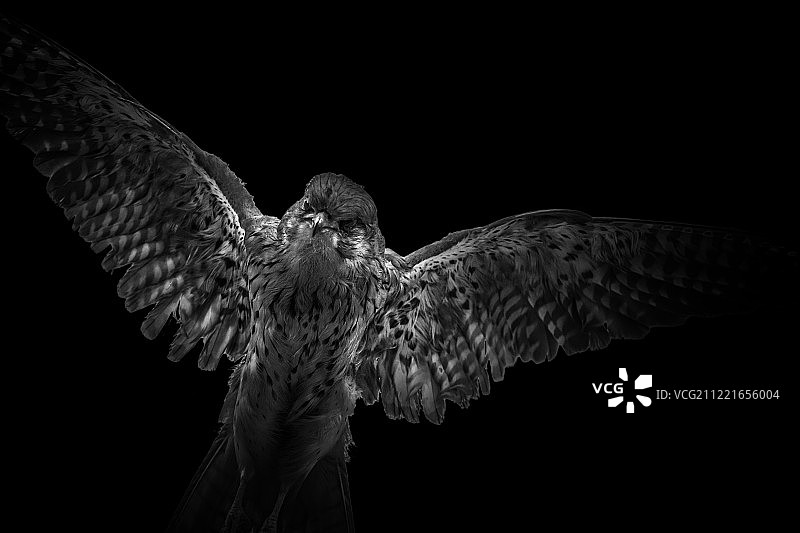 黑色背景下的飞鹰特写图片素材