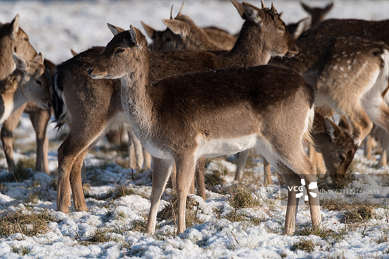 雪地里的红色和小鹿图片素材