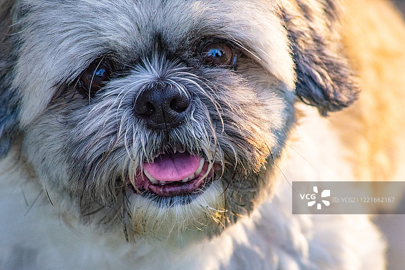 狗肖像图片素材