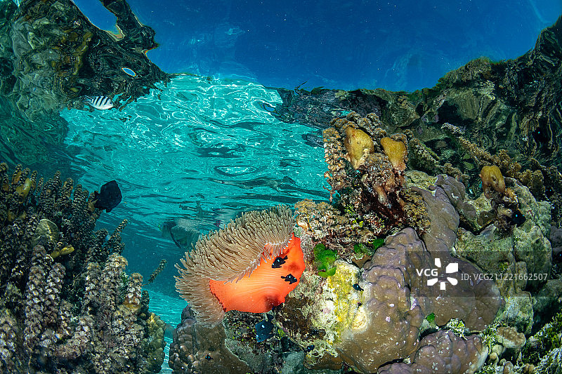 在法属波利尼西亚浮潜图片素材