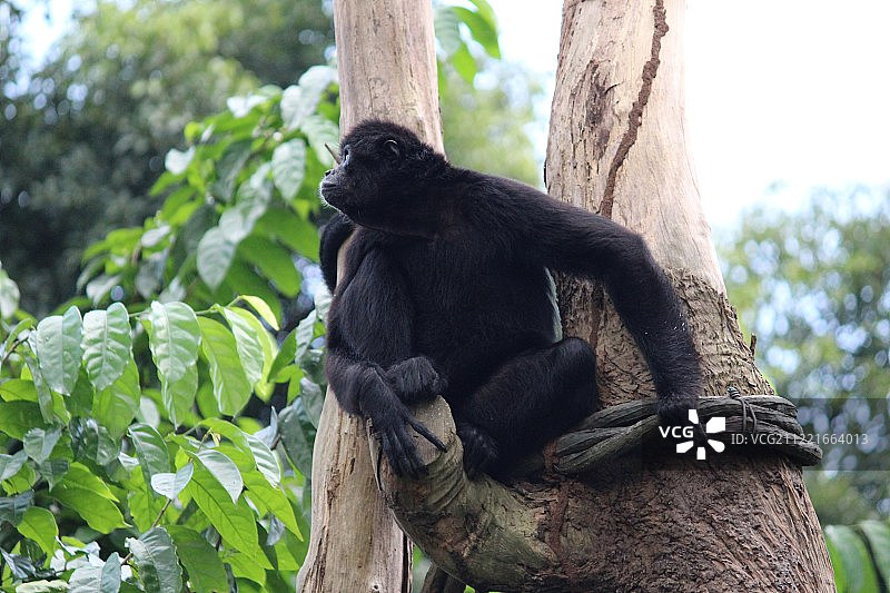 新加坡动物园，新加坡图片素材