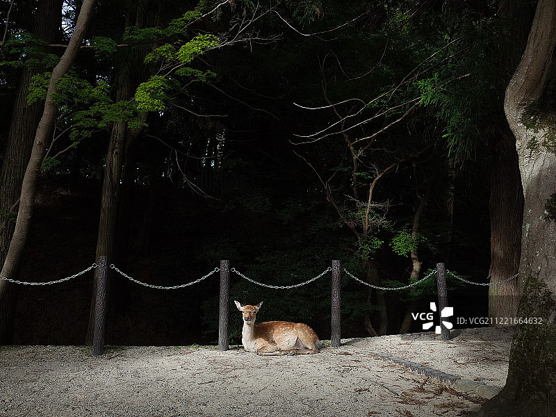 森林道路上休息的欧洲狍图片素材