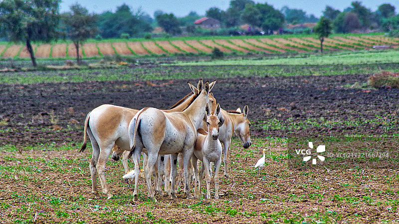 印度野驴图片素材