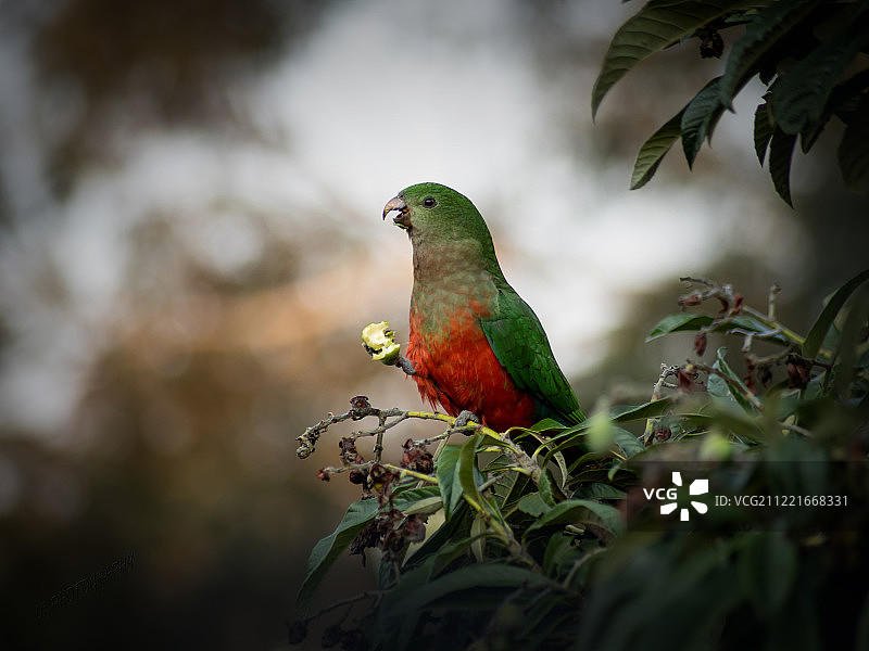 栖息在树枝上的鹦鹉图片素材