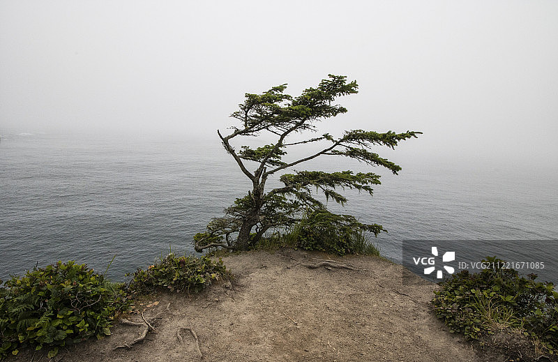 美洲弗拉特里角的尽头之树图片素材