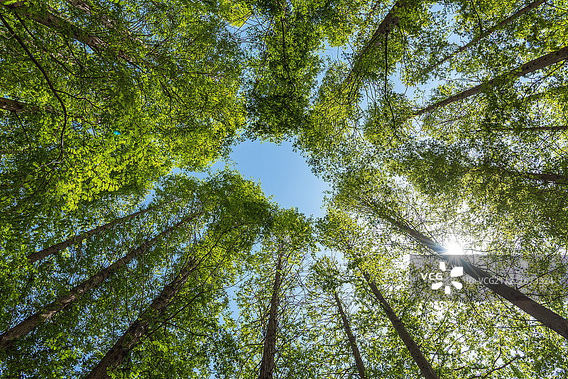 仰视青岛洒满阳光的高耸树林与蓝天图片素材