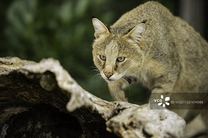 丛林猫图片素材
