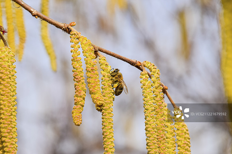 树花景观图片素材