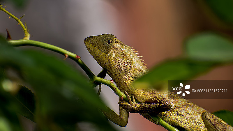 变色龙图片素材