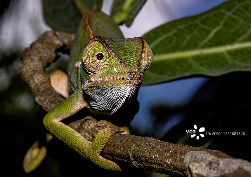 瓣颈变色龙图片素材