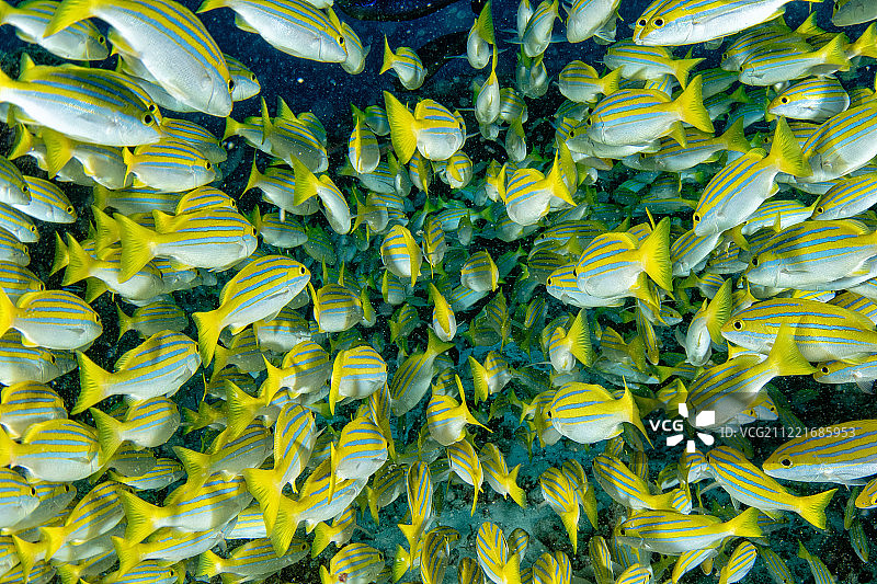 走进黄色图片素材