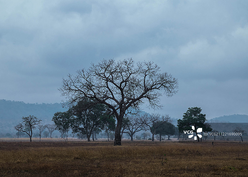 萨瓦纳的黎明图片素材